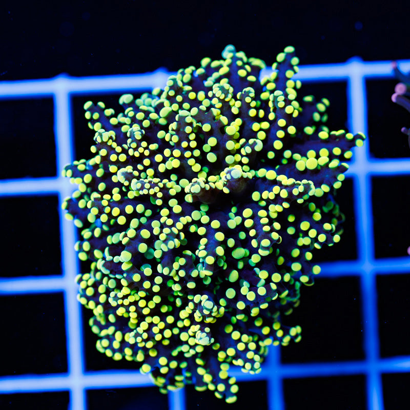 Euphyllia paradivisa