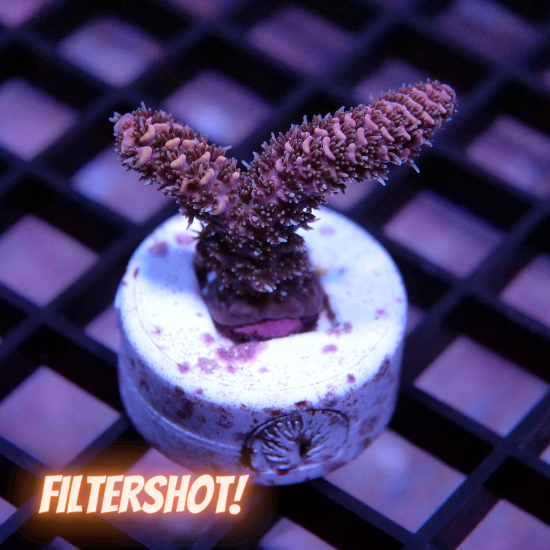 Acropora millepora - SciReef Twin - Grade 1