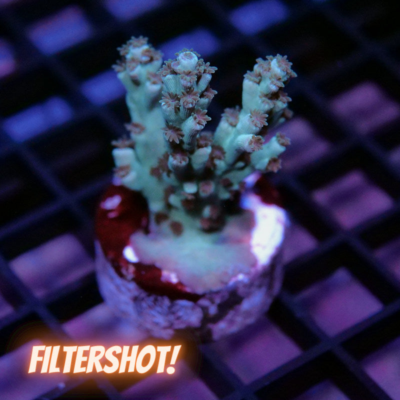 Acropora tenuis - SciReef Twin - Grade 1 - Pistaccio
