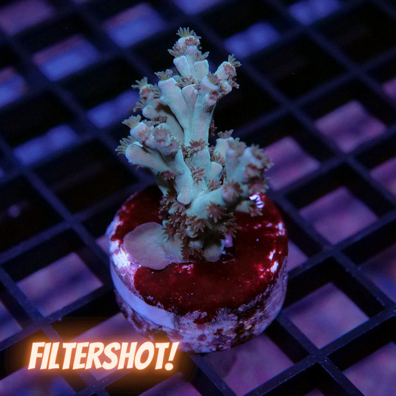 Acropora tenuis - SciReef Twin - Grade 1 - Pistaccio