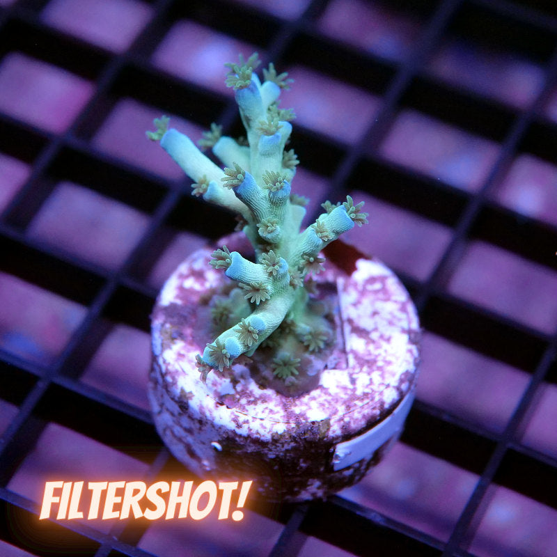 Acropora tenuis - SciReef Twin - Grade 2 - Ice Fire