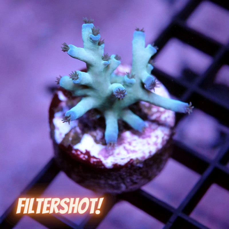 Acropora tenuis - SciReef Twin - Grade 2 - Ice Fire