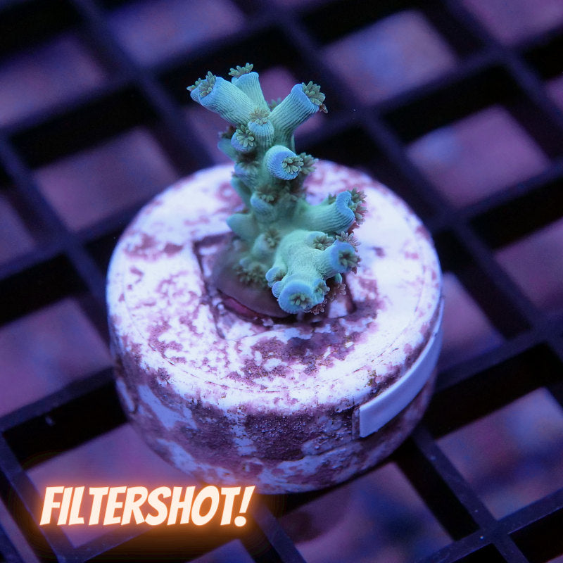 Acropora tenuis - SciReef Twin - Grade 2 - Ice Fire