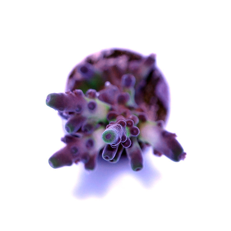 Acropora tortuosa 'Electric Miyagi'