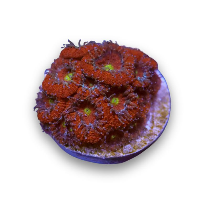 Micromussa amakusensis