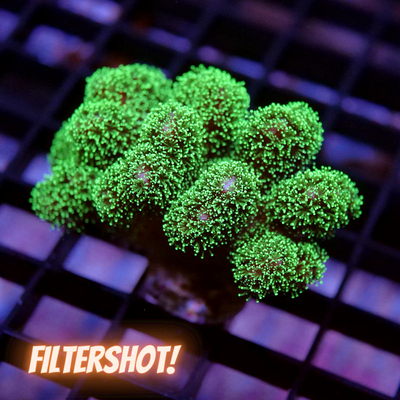 Stylophora pistillata 'Project X' XL