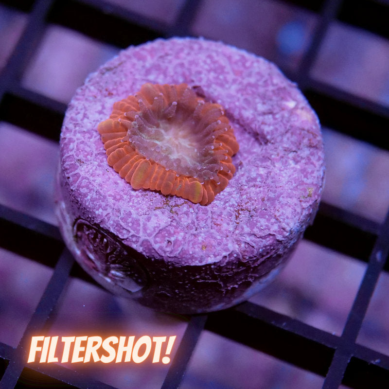 Trachyphyllia geoffroyi - SciReef - Grade 1