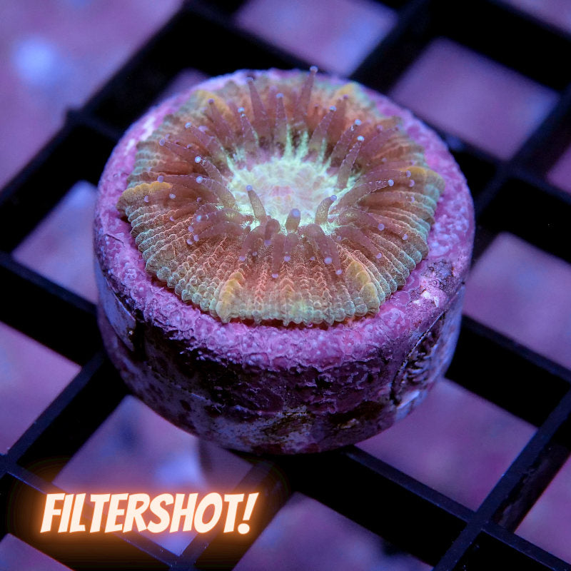 Trachyphyllia geoffroyi - SciReef - Grade 2