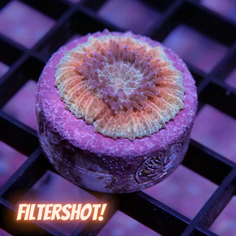 Trachyphyllia geoffroyi - SciReef - Grade 2