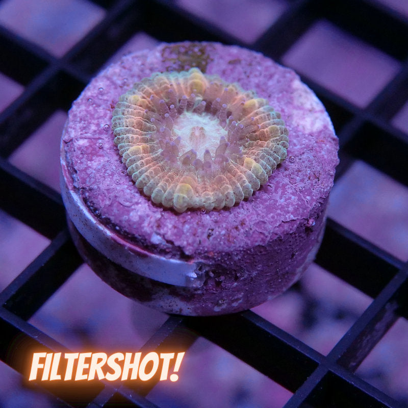 Trachyphyllia geoffroyi - SciReef - Grade 2