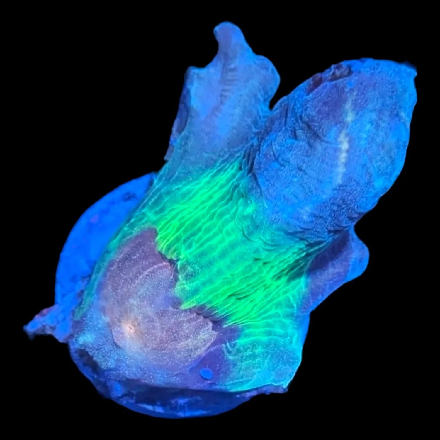 Pectinia