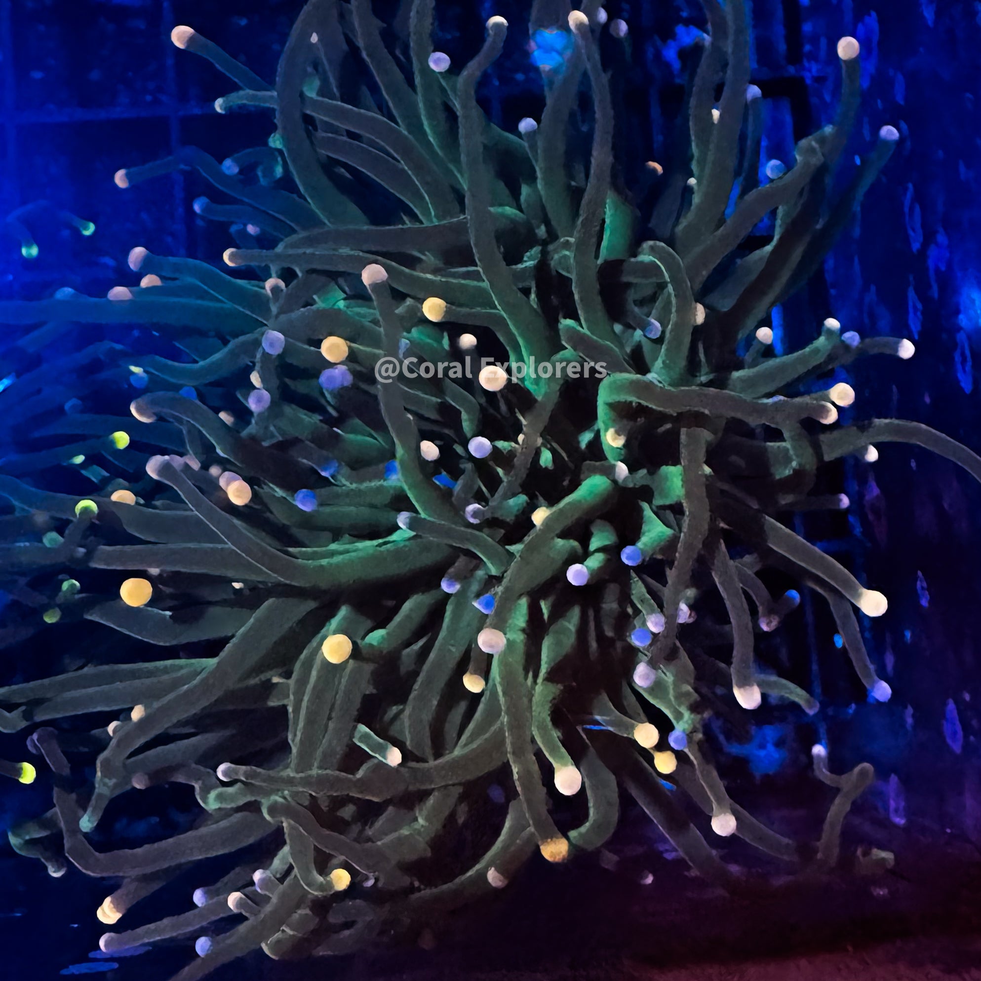 Euphyllia glabrescens