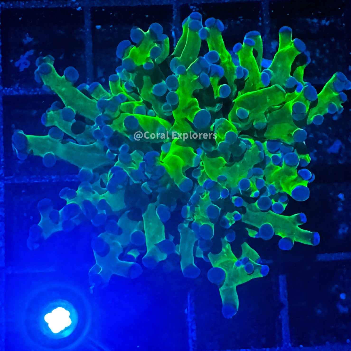 Euphyllia divisa