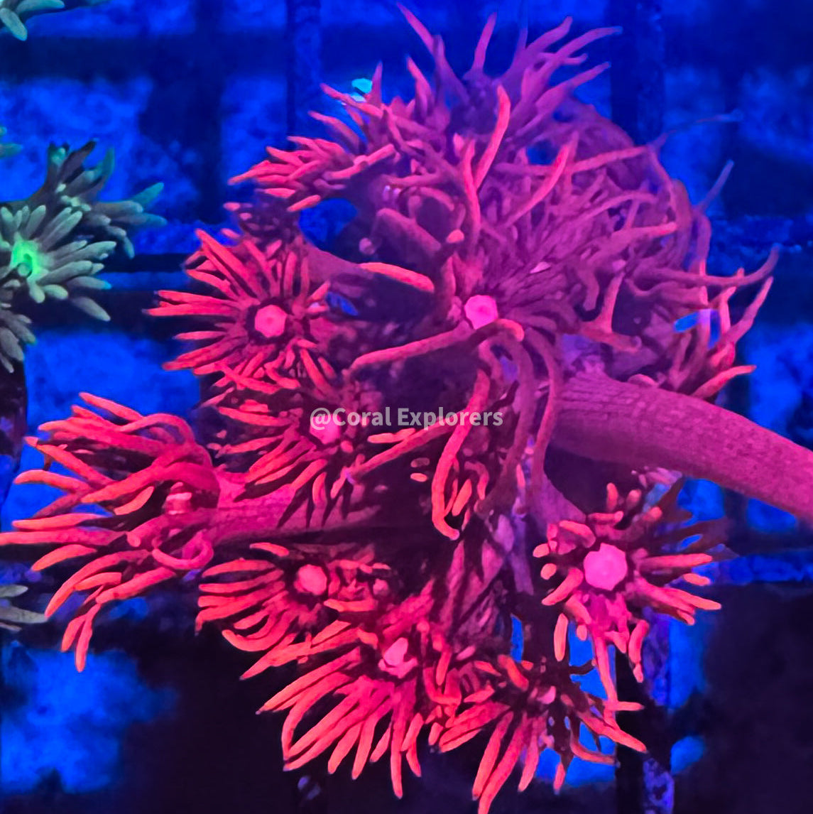 Goniopora djiboutiensis