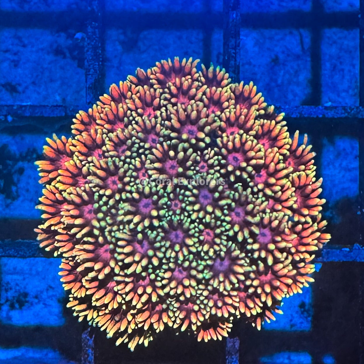 Goniopora djiboutiensis