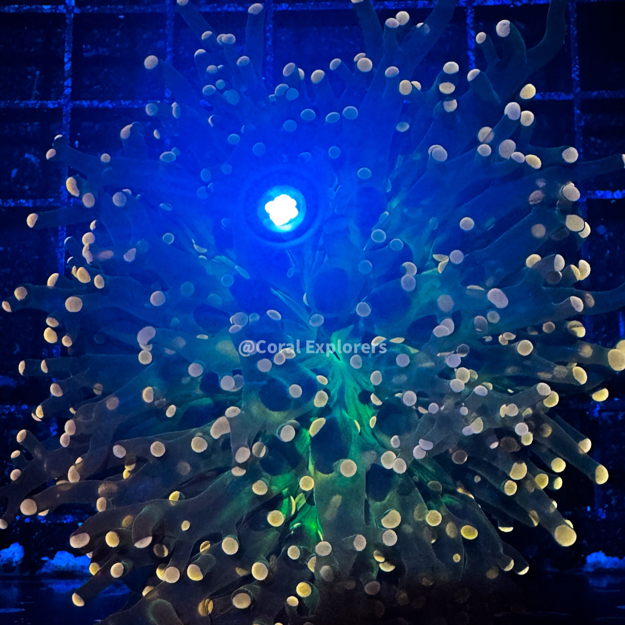 Euphyllia divisa