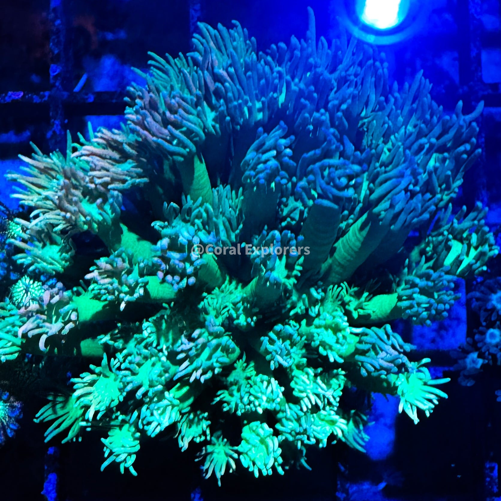 Goniopora djiboutiensis