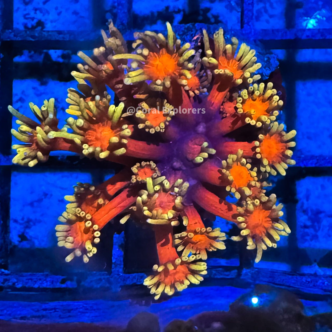 Goniopora
