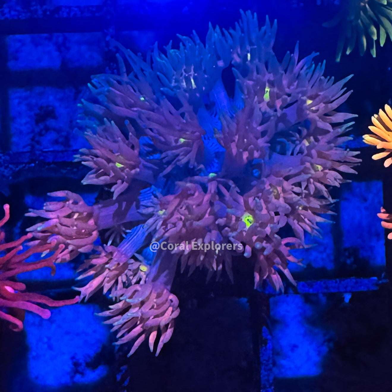 Goniopora djiboutiensis