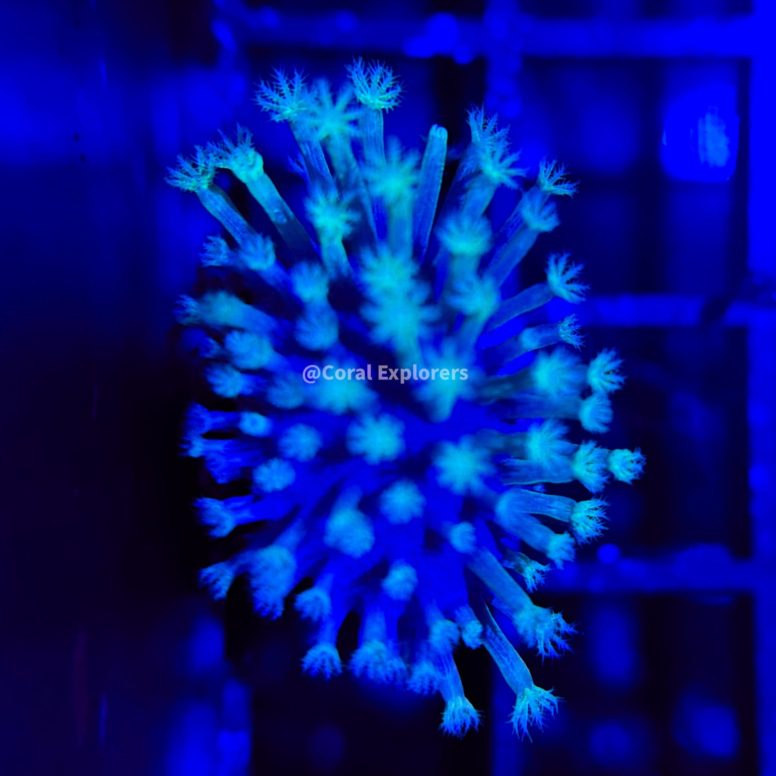 CE- WYSIWYG Weeping Willow Toadstool Frag - Live Coral Frag LPS SPS #R1OF11