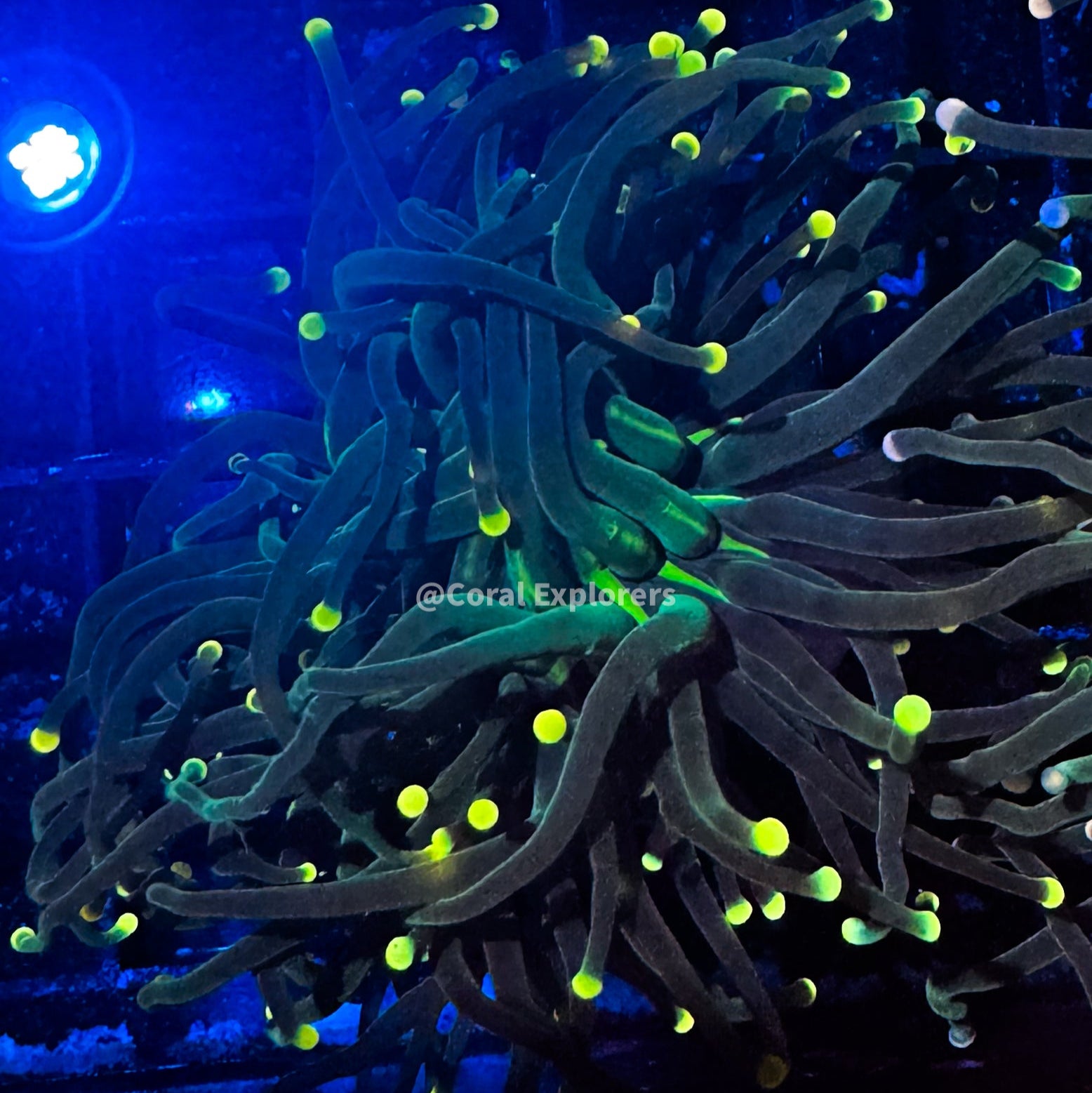 Euphyllia glabrescens