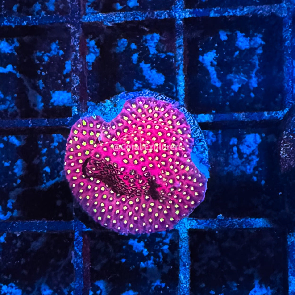 Electric Daisy Stylocoeniella Coral