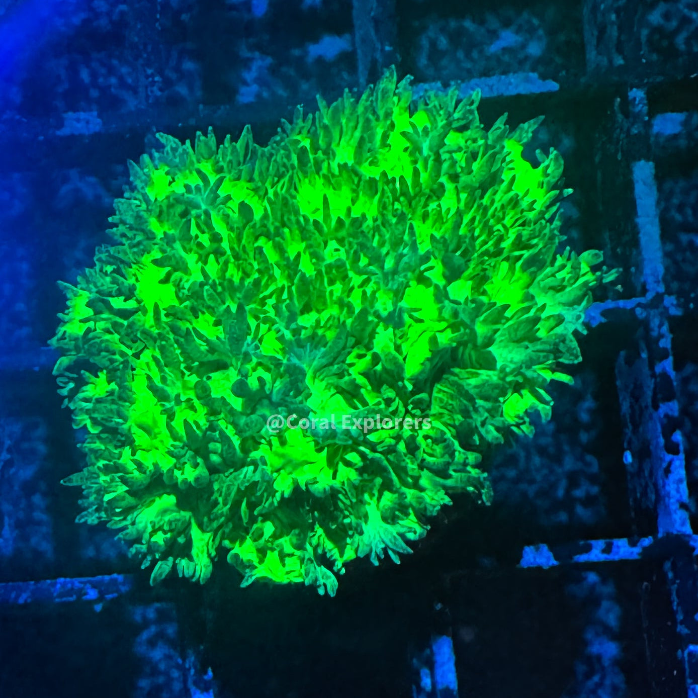 Glowstick Hydnophora Coral