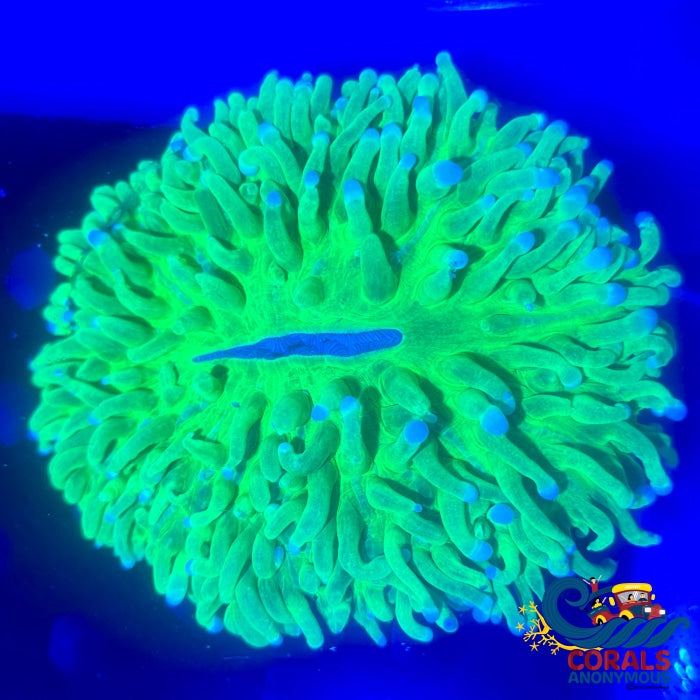Acid Long Tentacle Plate