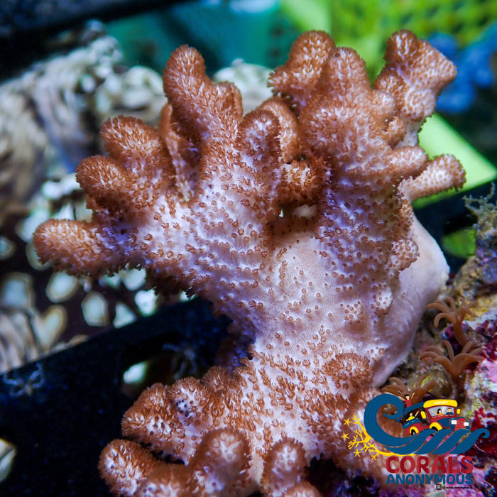 Pocillopora