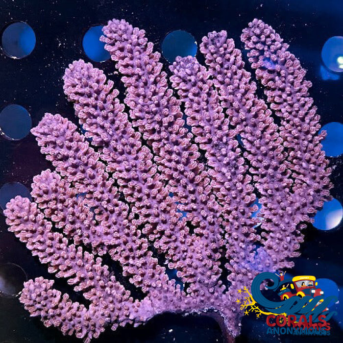 Black Sea Rod Gorgonian (3-6”)