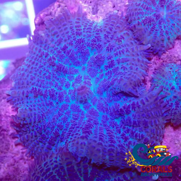 Rhodactis inchoata