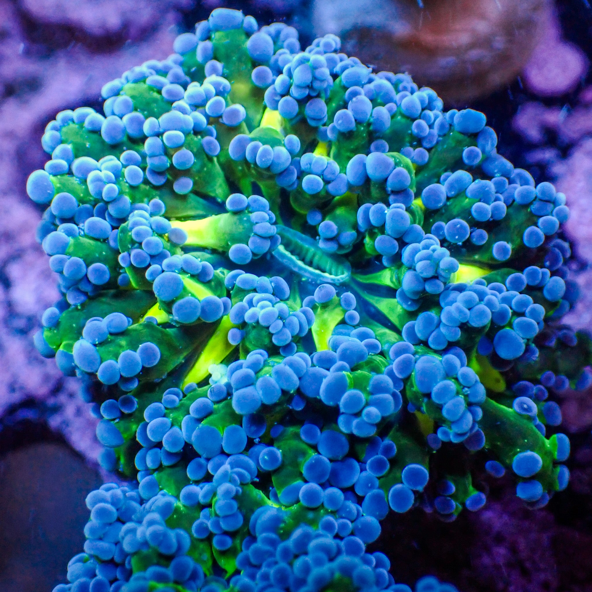 Euphyllia divisa