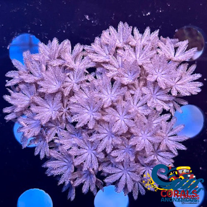 Xenia umbellata