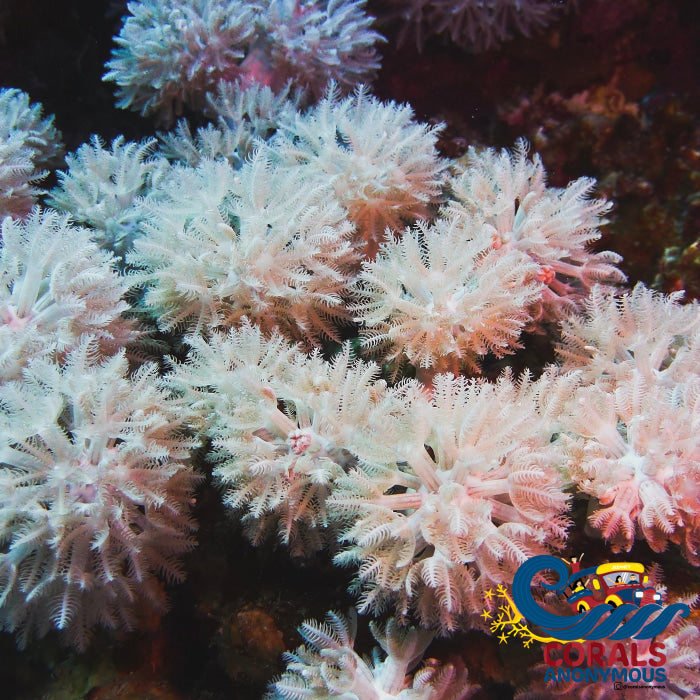 Xenia umbellata