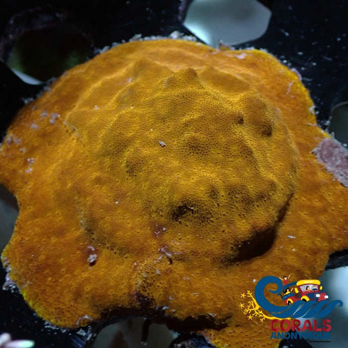 Citrus Psammocora (1” Frag)