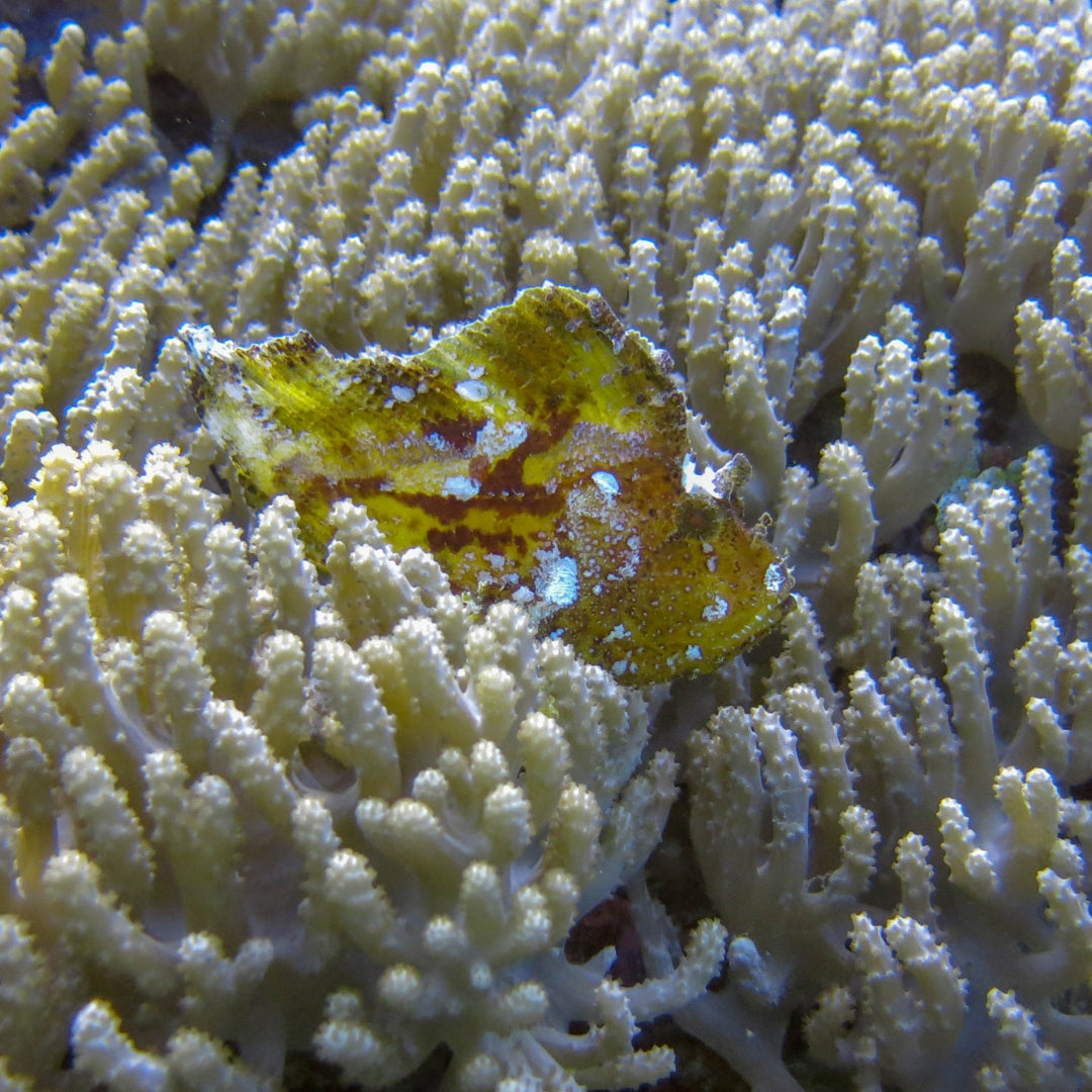 Cladiella