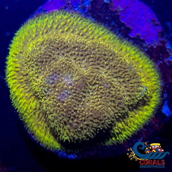 ECC Goldfinger Psammocora (1” Frag)