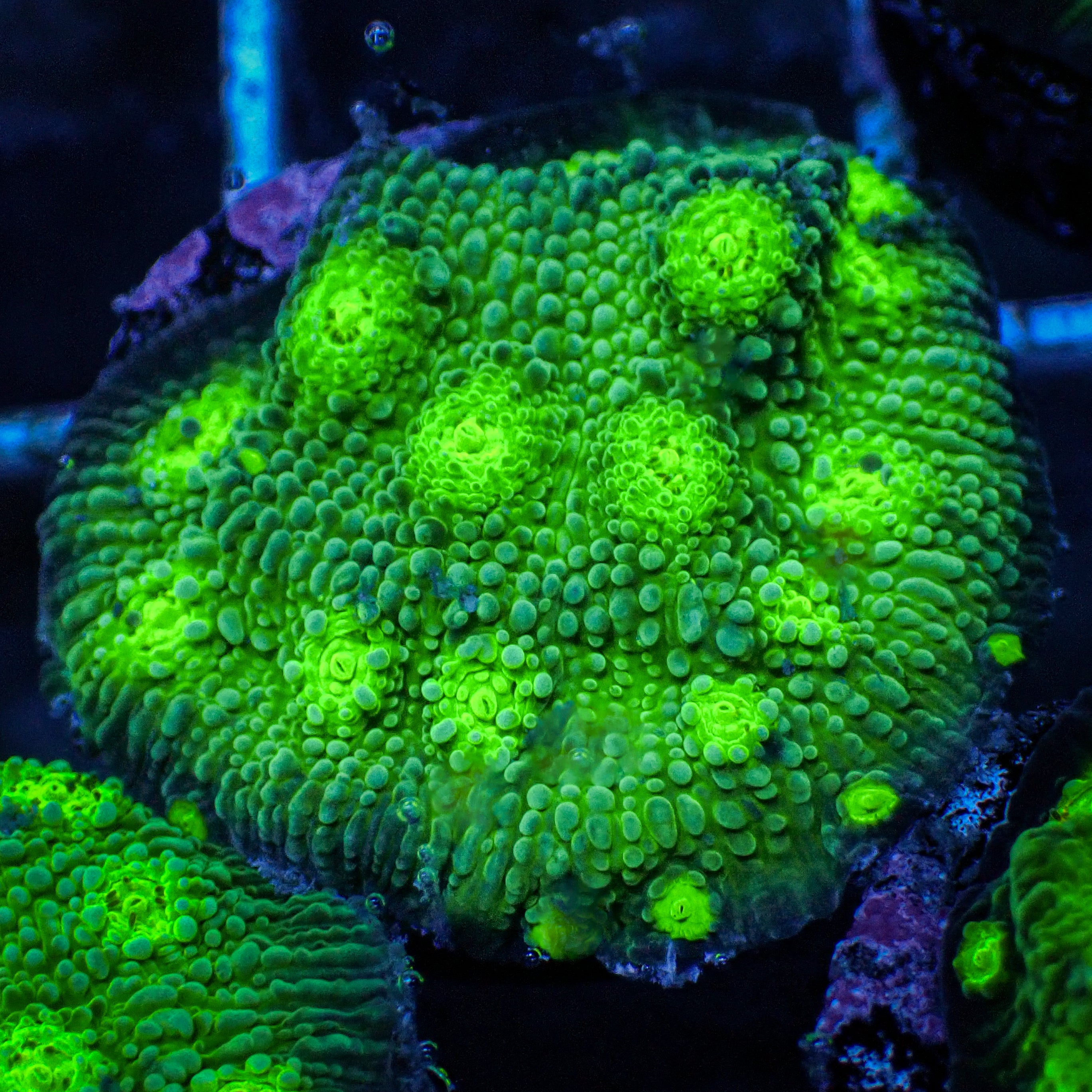 ECC Hollywood Stunner Chalice (1” Frag)