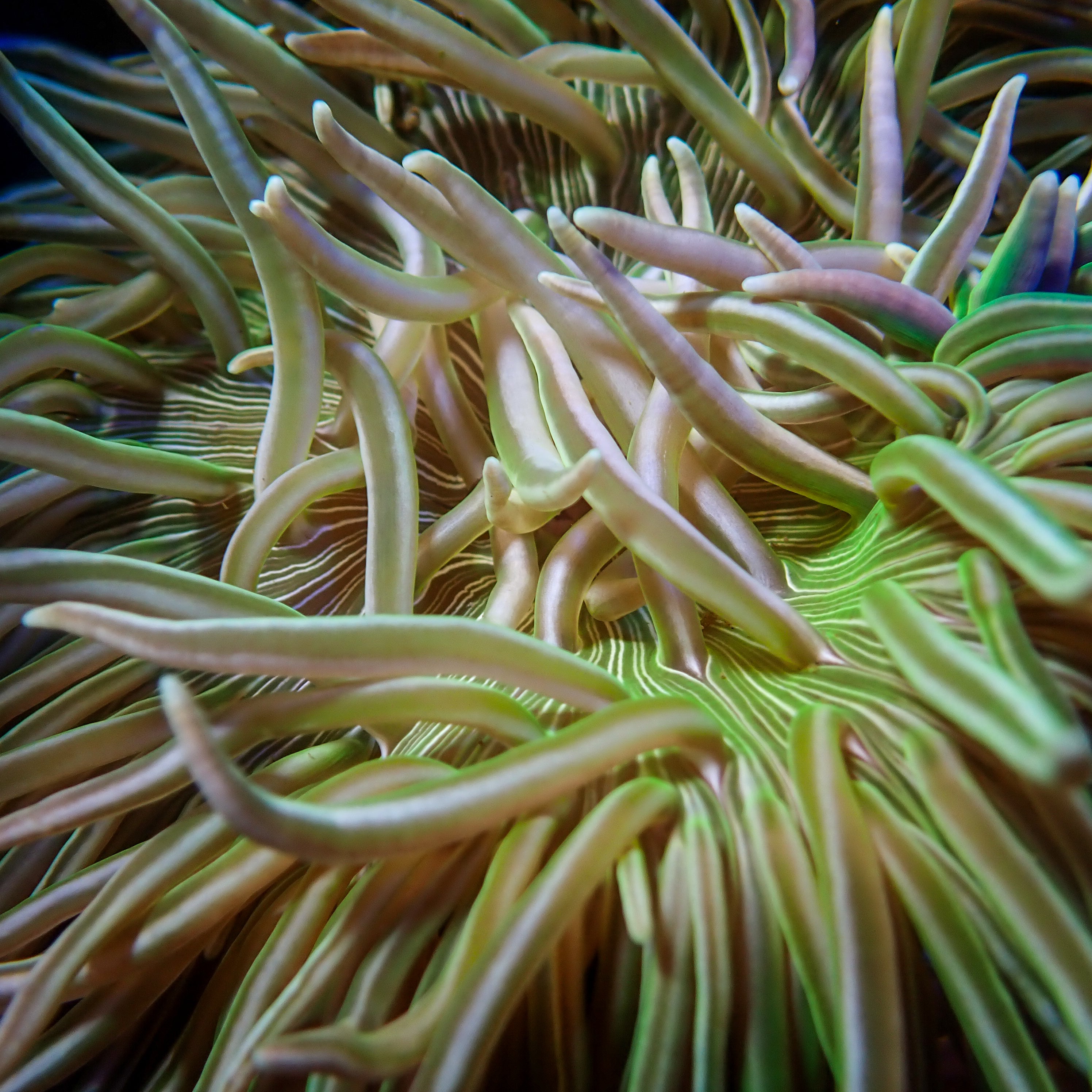 Radianthus doreensis