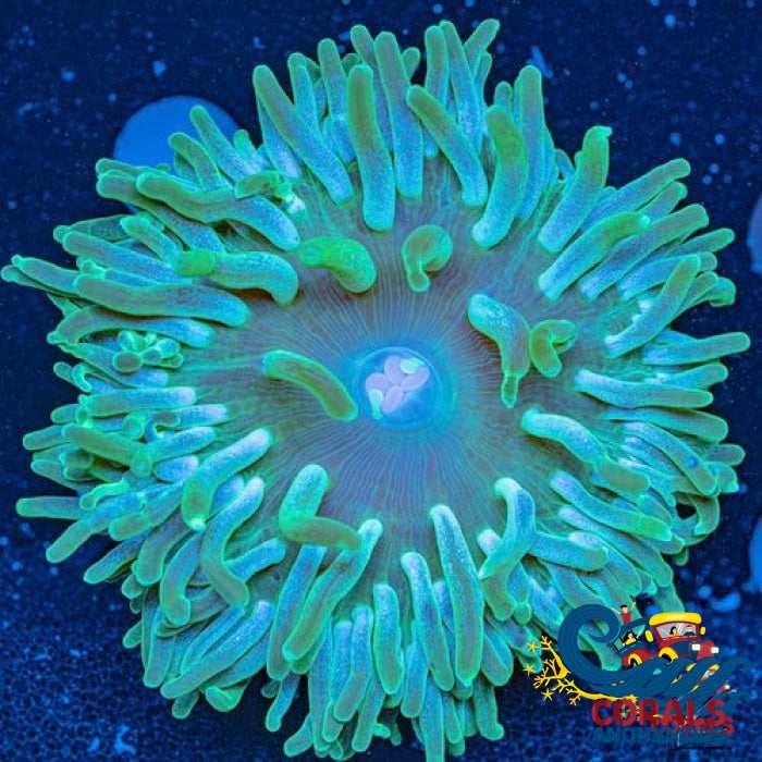 Emerald Sky Long Tentacle Anemone (2-5")