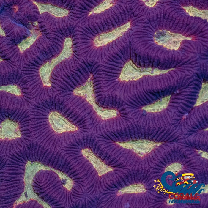 Firestorm Platygyra (1” frag)