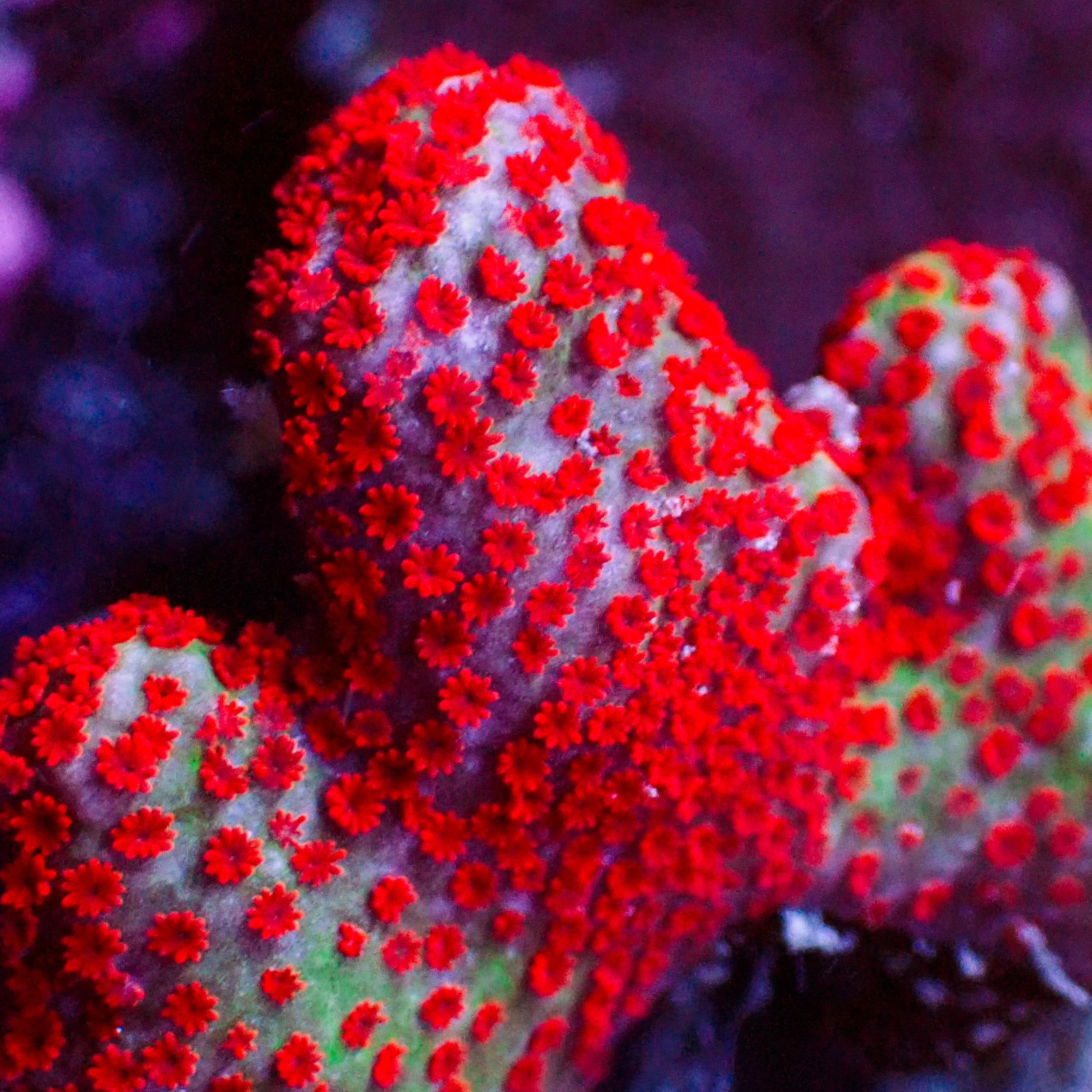Montipora digitata