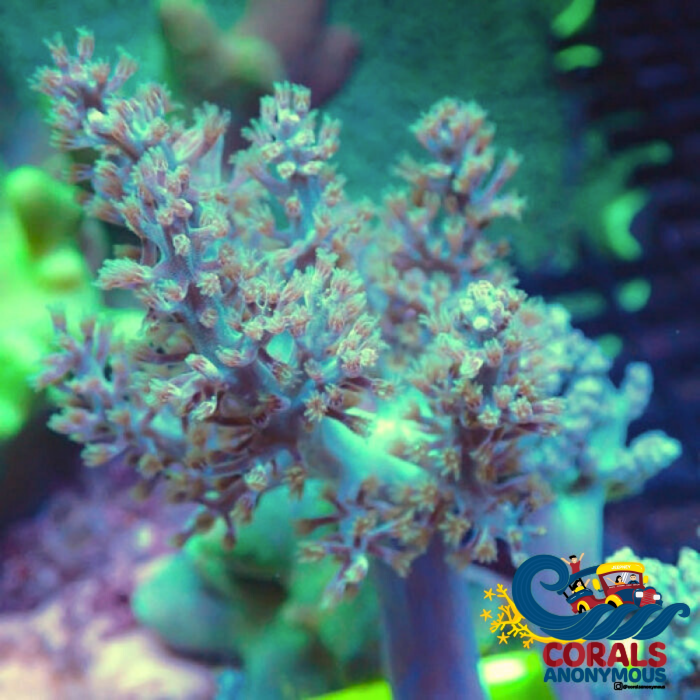 Capnella imbricata