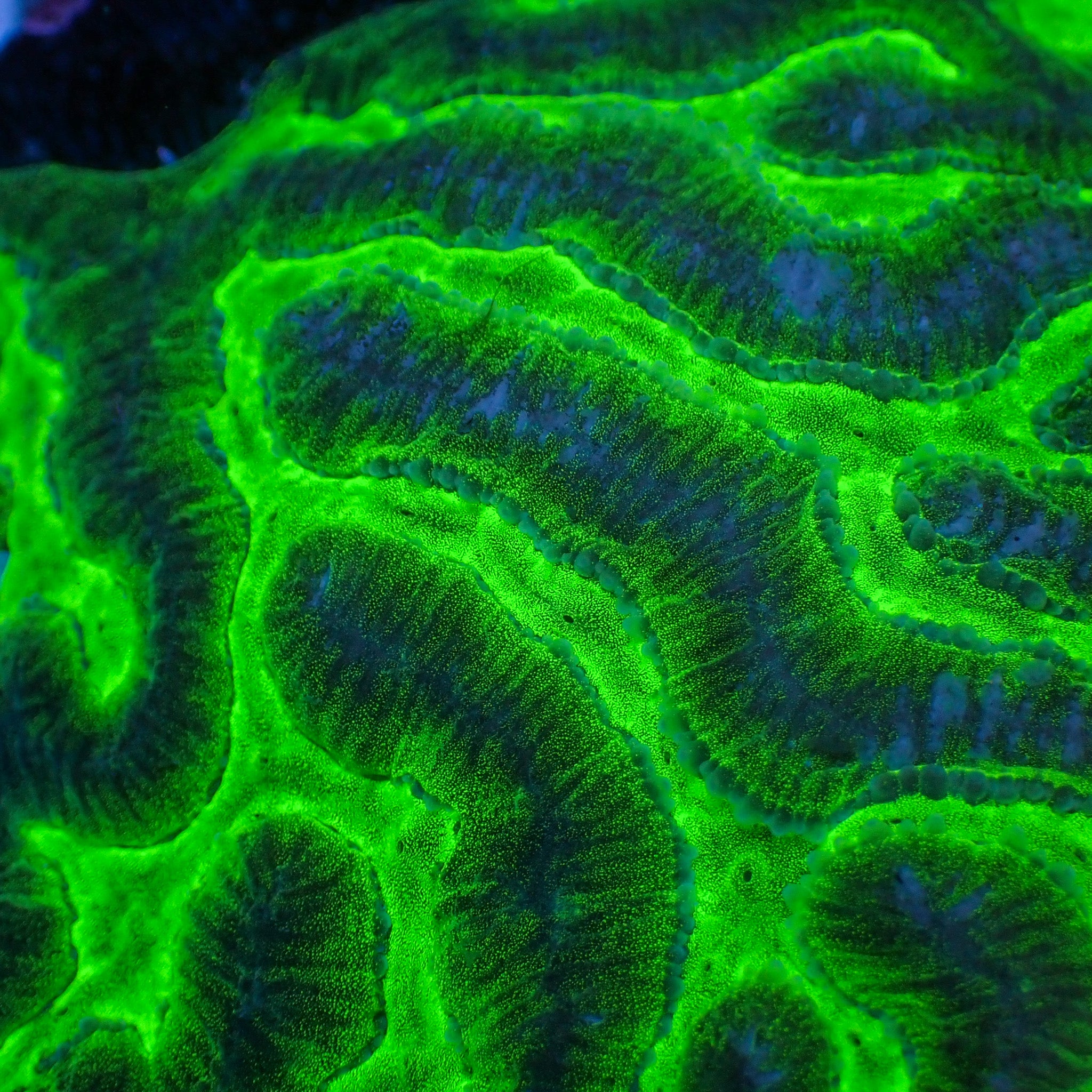 Green Venom Platygyra (1” Frag)