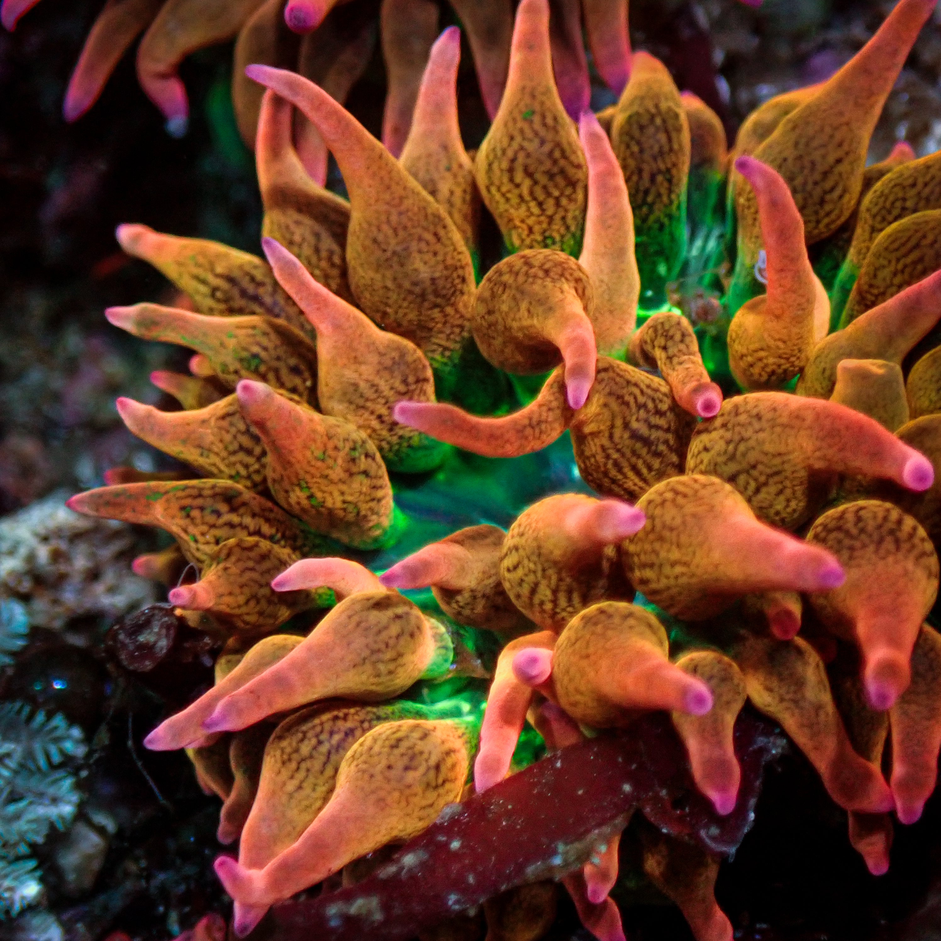 Entacmaea quadricolor
