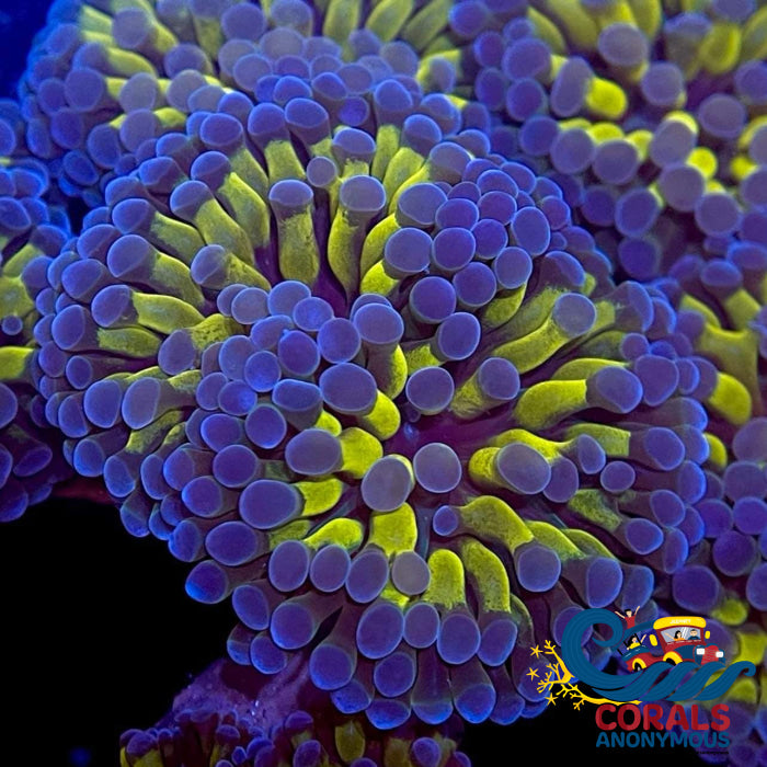 Euphyllia