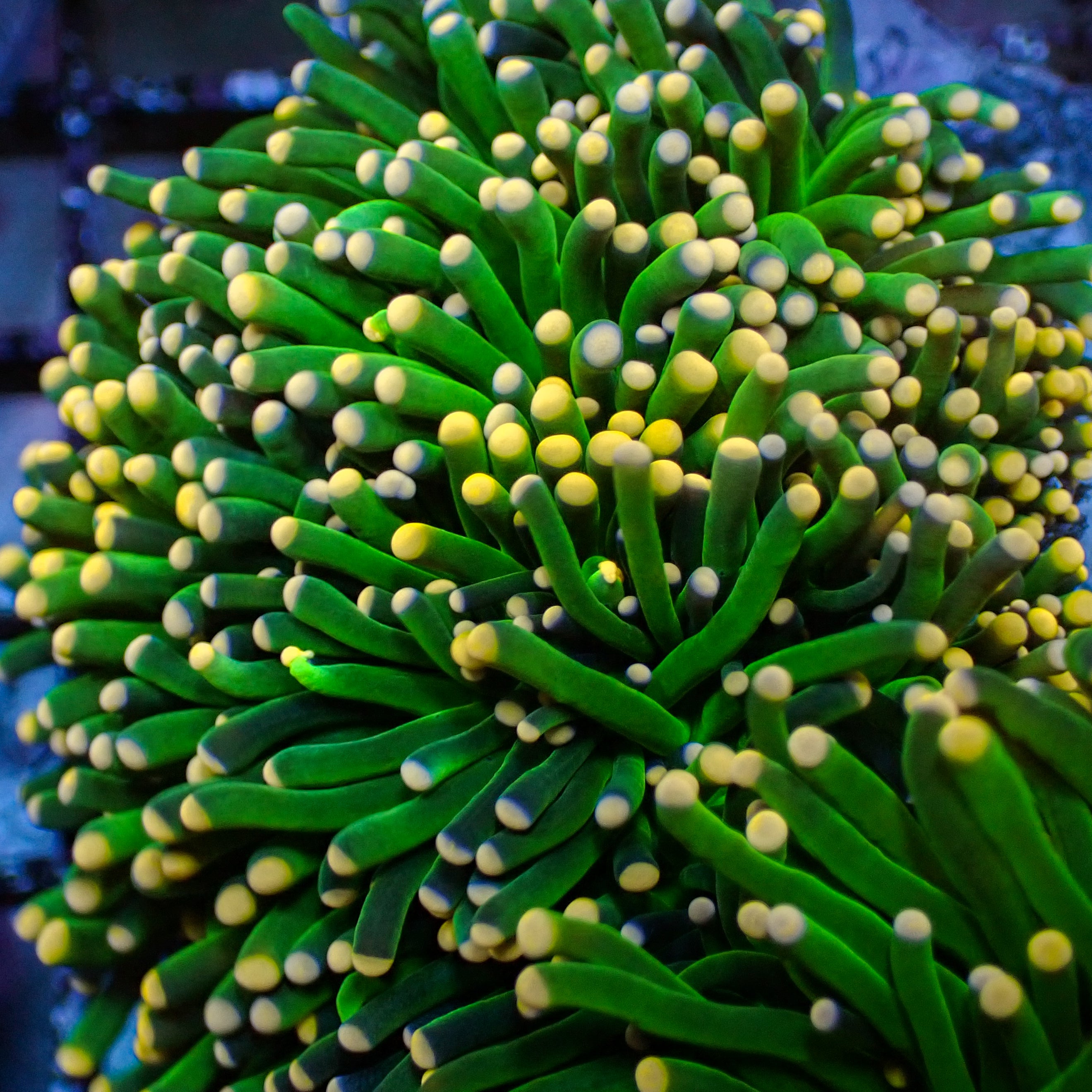 Euphyllia glabrescens