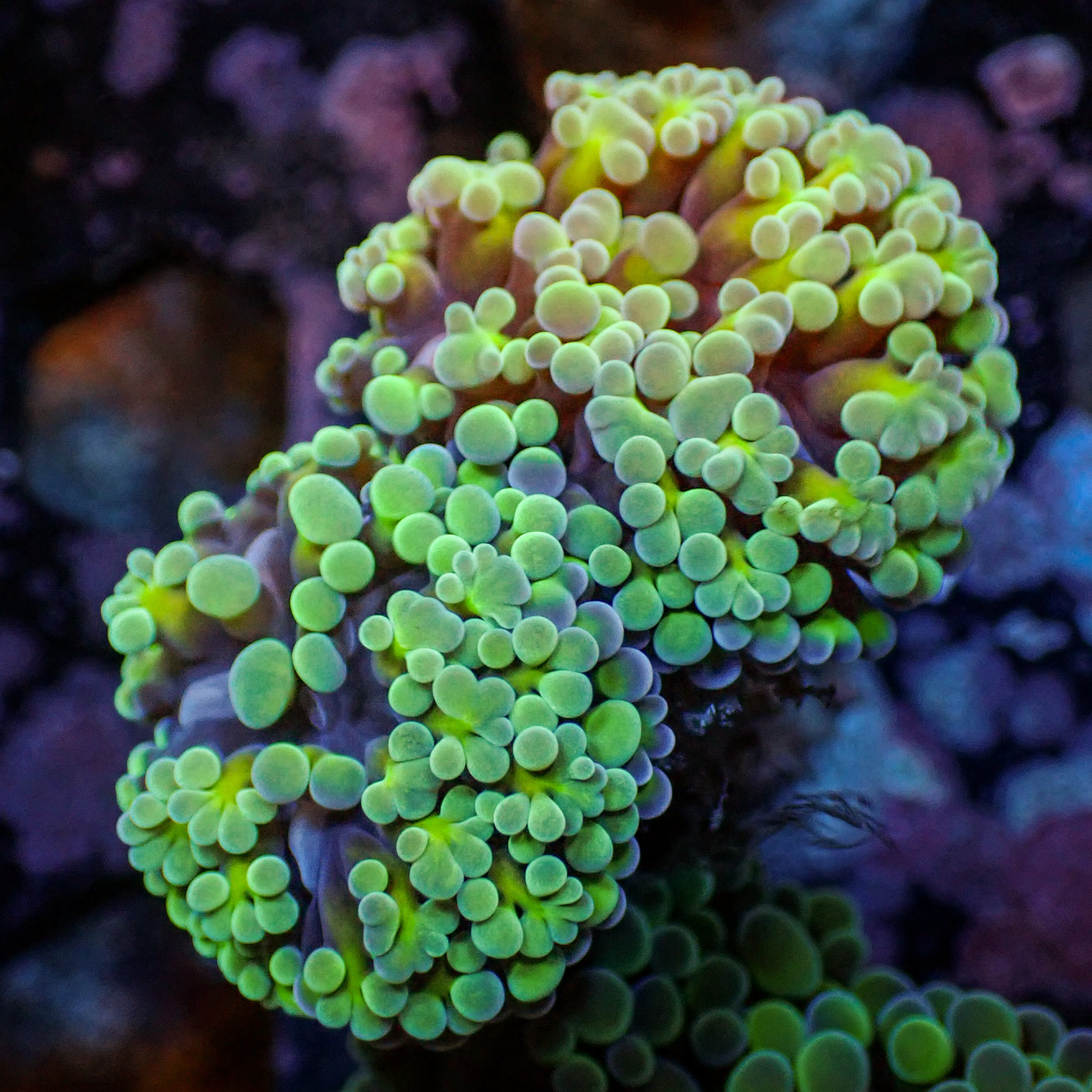 Euphyllia