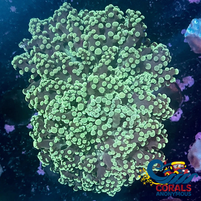 Euphyllia paradivisa