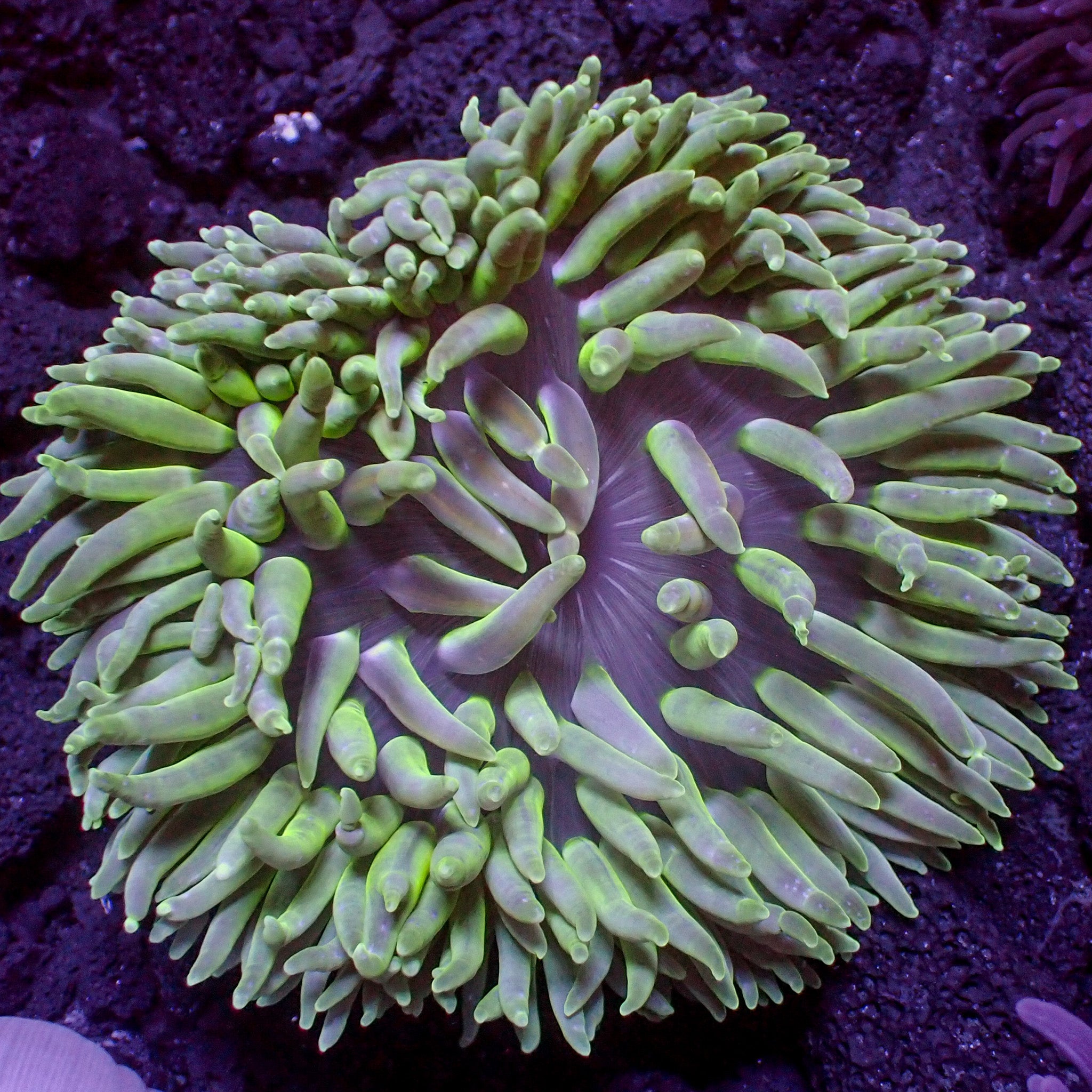 Radianthus doreensis